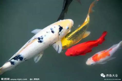 魚有靈性嗎|【魚有靈性嗎】魚養久了會有靈性嗎 